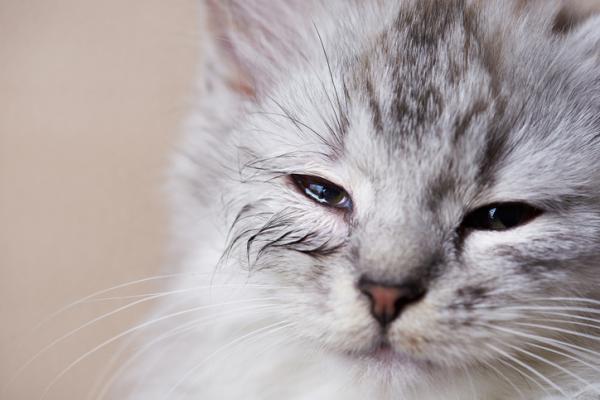 Cat Eye Diseases - Rennende øyne hos katter