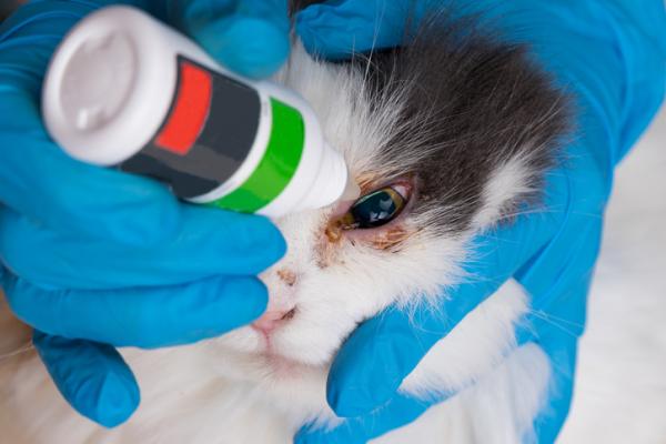 Sykdommer i kattens øyne - Konjunktivitt hos katter