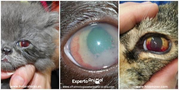 Cat Eye Diseases - Uveitt hos katter
