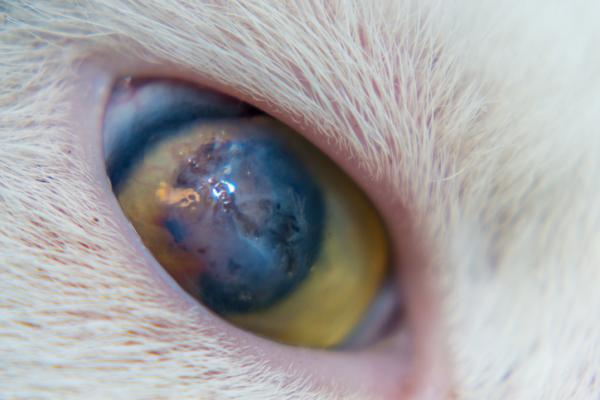 Kattøyesykdommer - hornhinnesår hos katter