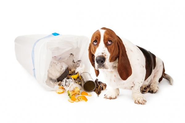 Triks for å forhindre at hunden min åpner søppeldunken - Hvorfor spiser hunden min søppel?