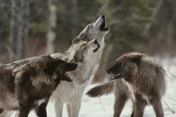 Ulvegjengivelse - Wolf -familiens struktur