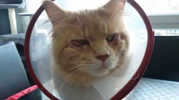 Entropion hos katter - Årsaker og behandling - Diagnose