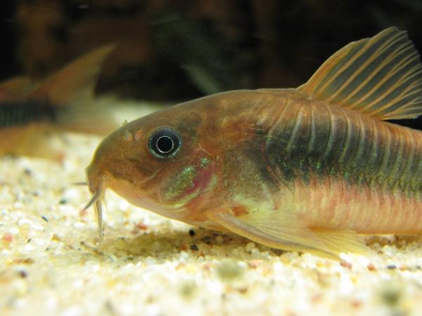 Angelfish Care - Anbefalt fisk for å leve med Angelfish