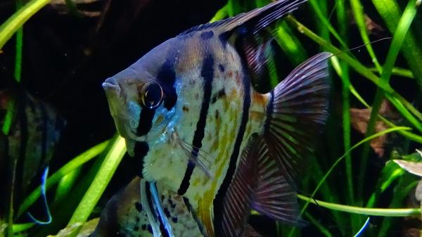 Angelfish Care - Akvariummodning