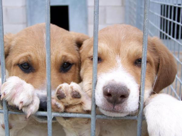 Adopter kjæledyr på nettet - Hvor mye koster det å adoptere et kjæledyr