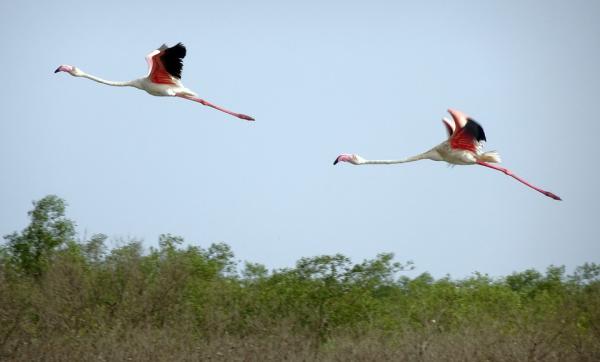 Trekkfugler - 4. Vanlig flamingo 