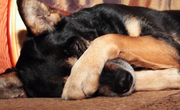 Entropion hos hunder - årsaker, symptomer og behandling - symptomer på entropion hos hunder