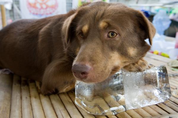 Hvordan vite om hunden min er varm?  - Hva skal jeg gjøre hvis hunden min er varm?