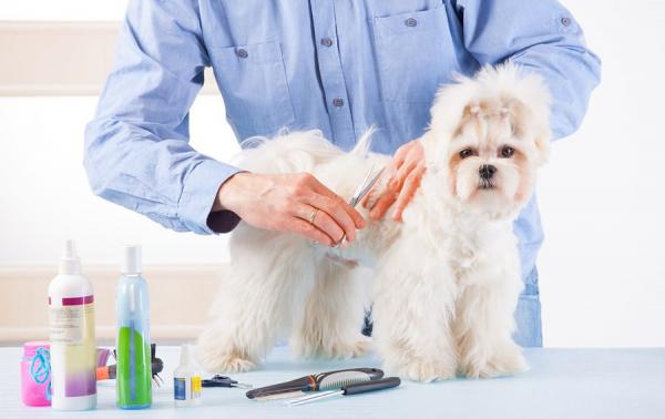 5 ting hunden din sier om deg - Omsorg og hygiene