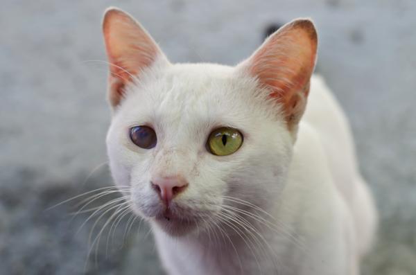 Glaukom hos katter - årsaker, symptomer og behandling - glaukomsymptomer hos katter