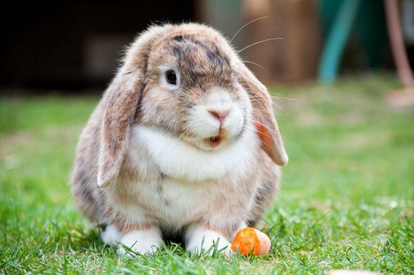 Beste kaninleker - Kanintyggeleker