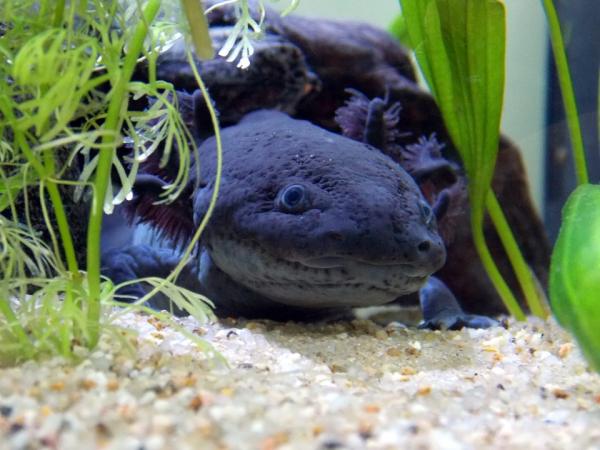 Hva spiser axolotler?  - Ernæring av axolotl - Egenskaper for axolotl