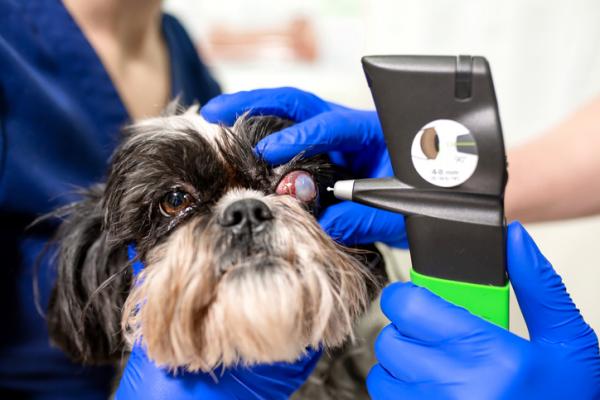 Glaukom hos hunder - symptomer, årsaker og behandling - glaukom hos hunder