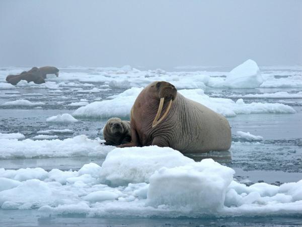 Dyr på Nordpolen - 4. Hvalross