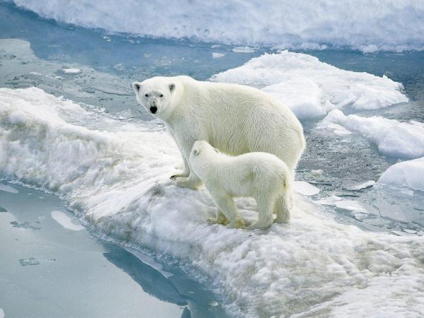 Dyr på Nordpolen - 1. Isbjørn