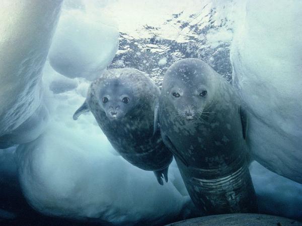 Dyr på Nordpolen - 2. Seal pia