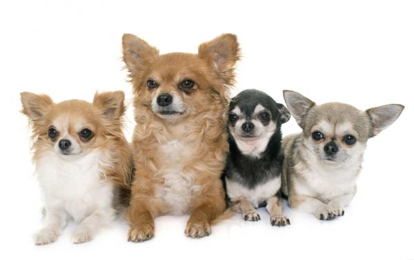 I hvilken alder slutter en Chihuahua -hund å vokse?  - Hvilken vekt bør en Chihuahua -hund tilegne seg?