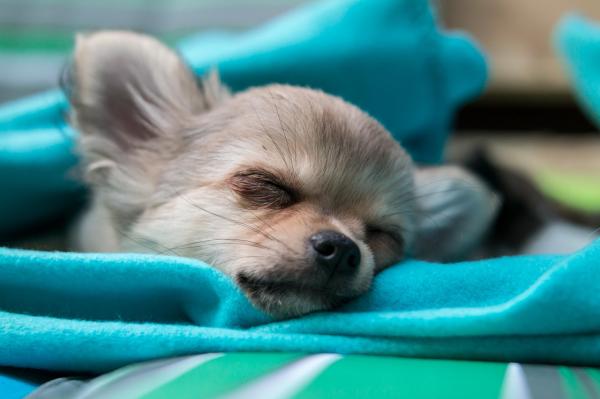 I hvilken alder slutter en Chihuahua -hund å vokse?  - Hvordan vet jeg om Chihuahuaen min har en vekstforstyrrelse?