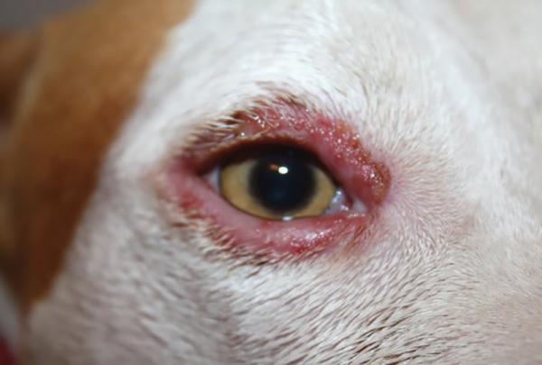 Øyeinfeksjon hos hunder - årsaker og behandling - Bakteriell blefaritt Øyeinfeksjon hos hunder