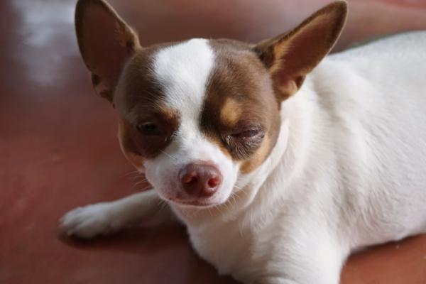 Hundeøyeinfeksjon - Årsaker og behandling - Konjunktivitt Øyeinfeksjon hos hunder