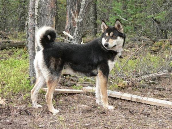 Russiske hunderaser - 2. Laika hunder i Russland