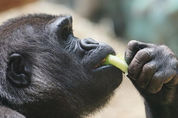 Gorillamating - Hva spiser gorillaer?