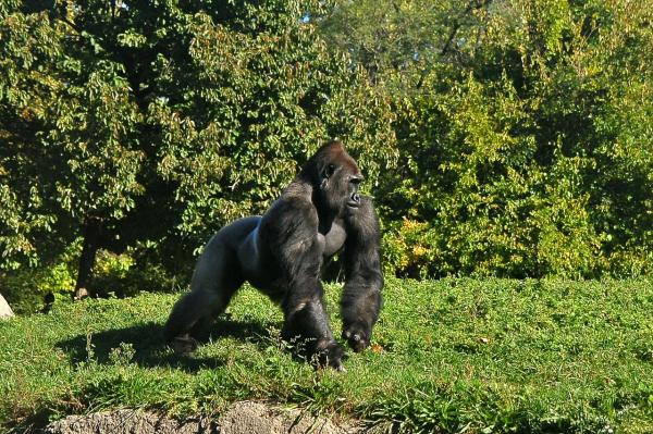 Gorillamating - Gorillaen, en primat med stor appetitt og ansvar 
