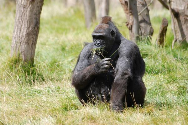 Gorillamating - Bruke verktøy for å skaffe mat