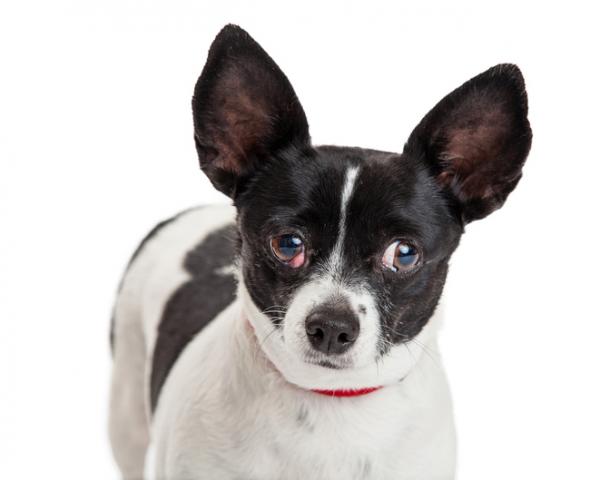 Nictitating Membrane eller Third Eyelid in Dogs - Third Eyelid Prolapse hos hunder