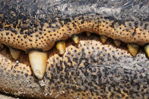 Krokodillefôring - Krokodillens fordøyelsessystem