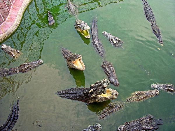 Krokodillefôring - Hva spiser krokodiller?