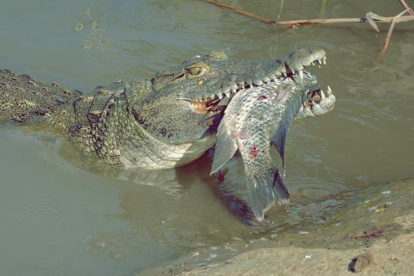 Krokodillefôring - Hvor ofte spiser en krokodille?