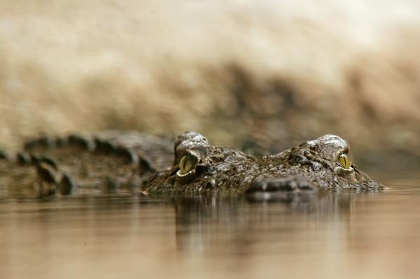 Krokodillefôring - Hvordan jakter krokodillen?