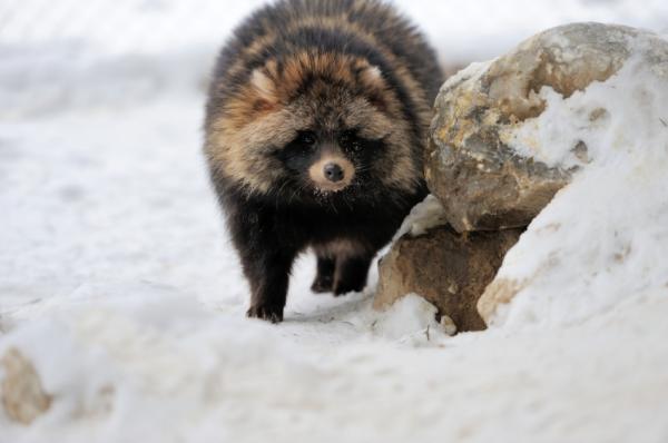 Raccoon Dog as a Pet - Customs of the Wild Tanuki