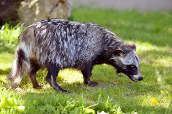 Mårhunden som kjæledyr - Kjæledyret tanuki