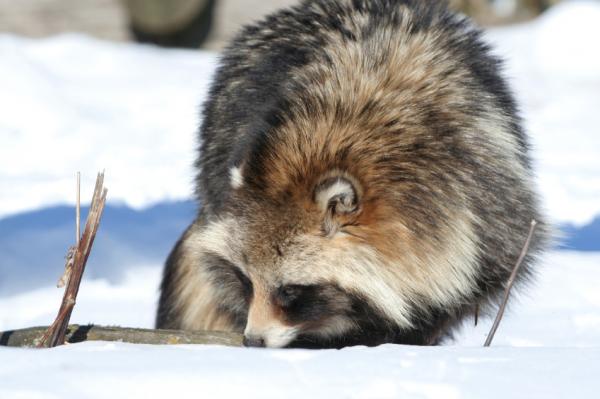 Mårhunden som kjæledyr - Tanuki, dvalen