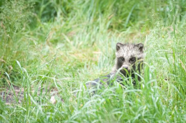 Vaskehunden som kjæledyr - Tanuki -utvidelsen