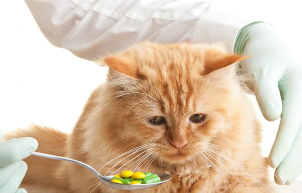 Kan ibuprofen gis til en katt?  - Medisiner og forskjellige arter