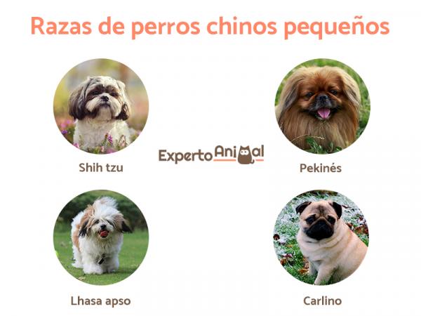 Kinesiske hunderaser - Små kinesiske hunderaser