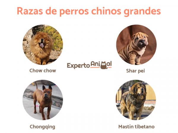 Kinesiske hunderaser - Store kinesiske hunderaser