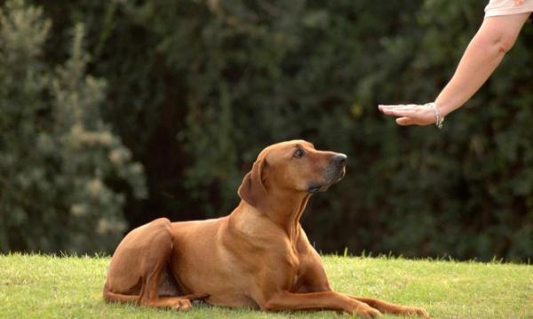 Hundespråk og tegn på ro - Komplett guide - Hvordan skal vi kommunisere med hunden vår?