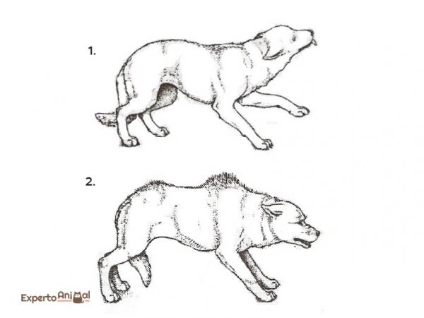 Hundespråket og tegn på ro - Komplett guide - Fryktsholdning og aggressivitet for frykt