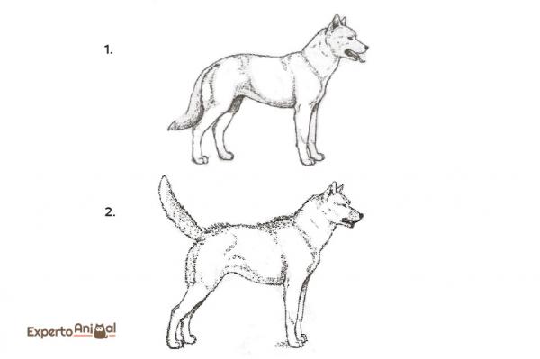 Hundespråk og tegn på ro - Komplett guide - Sikkerhet og offensiv aggressivitet