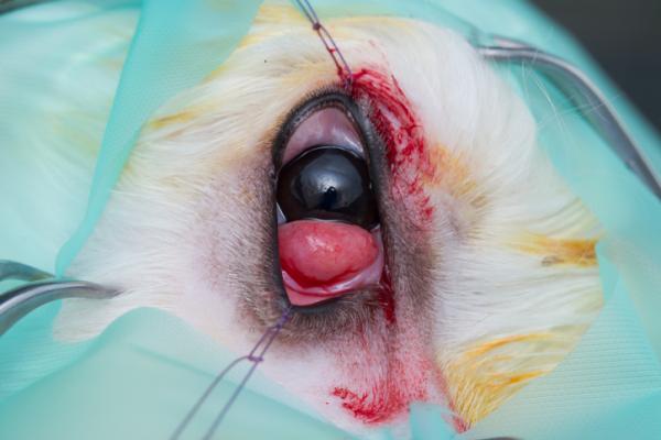 Kirsebærøye hos hunder - symptomer, årsaker og behandling - Slik fjerner du kirsebærøye hos hunder: Behandling