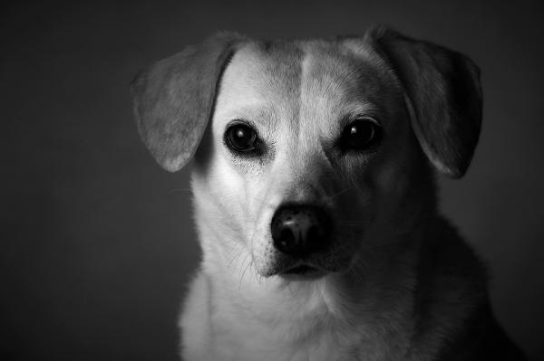 Hvor lenge varer en hund med kreft?  - Kreft hos hunder og behandling