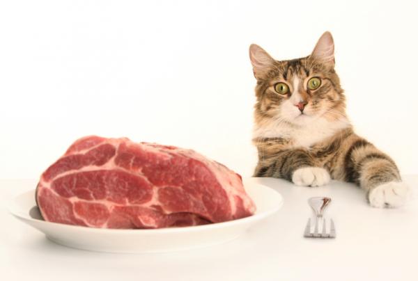 Sammensetning av kattemat - Typer av kjøtt som utgjør kattemat