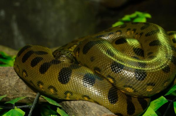 Hvor høy en anakonda kan måle - Den grønne anakondaen (Eunectes murinus)