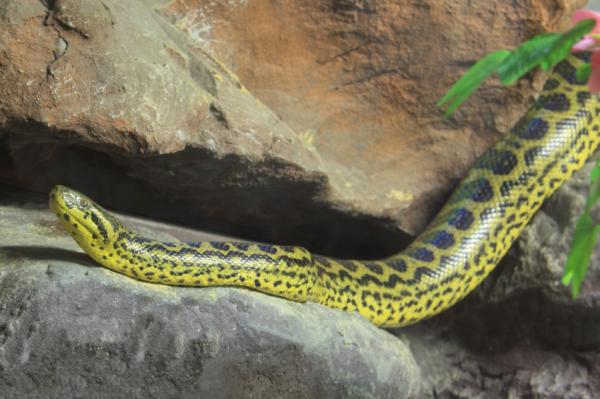 Hvor høy en anakonda kan måle - Den gule anakonda (Eunectes notaeus)