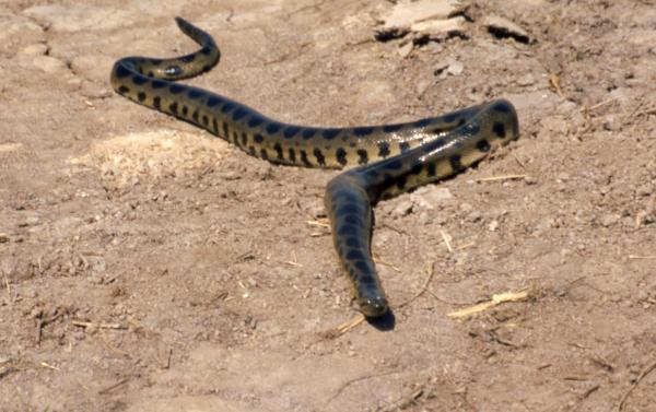 Hvor høy en anakonda kan måle - Anaconda Beni (Eunectes beniensis)